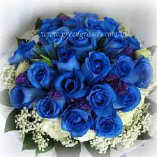 hb26005 llgrw 24 ecuador blue rose