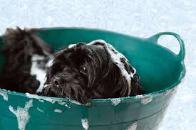 how often should you wash your dog a