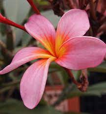 Cukup banyak dari mereka yang bunga ini berasal dari amerika tropis dan afrika. 11 Manfaat Bunga Kamboja Jepang Untuk Kesehatan