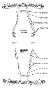 Canine Dental Chart