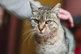 is your cat losing hair 6 reasons for
