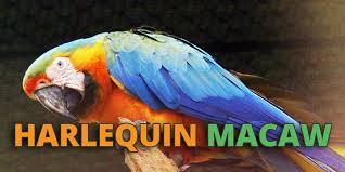 caring for a harlequin macaw