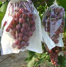 Pest exclusion is an old idea, but one that is gaining traction in the industry. 50pcs Semitransparent Pollen Pest Exclusion Grape Fruit Protection Insect Bags Bag Bag Bag Insectbag B Aliexpress
