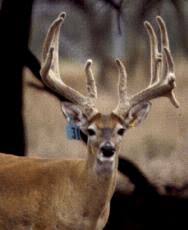 White Tailed Deer Managing For Age In White Tailed Deer