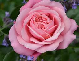 the best roses anthony tesselaar plants