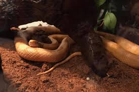 5 best bedding for corn snakes and