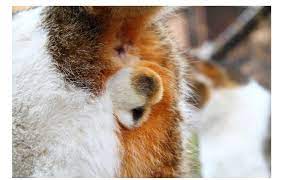 金玉注意】とても珍しい『三毛猫のオスの金玉画像』を見て盛り上がるTwitter 珍しい理由も「縁起がいい」 - Togetter