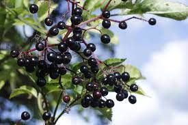 elderberry benefits uses side effects