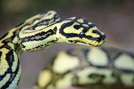 jungle carpet pythons faqs