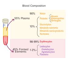 27 b blood composition cells of blood