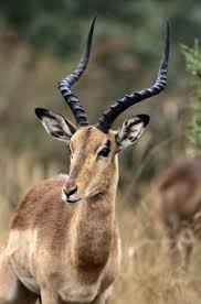 They have a very elegant appearance, with. African Antelope African Antelope African Wildlife African Animals