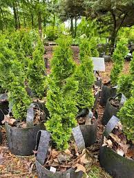 Arborvitae White Cedar Degroot S