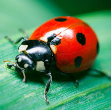 ladybugs erfly world