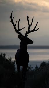 deer s horns hunter hunting