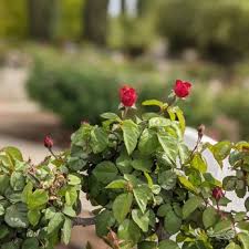 Top 10 Best Gardens In El Paso Tx