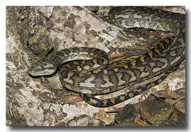 eastern carpet python lochman