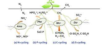 environmental nutrient cycling in plant