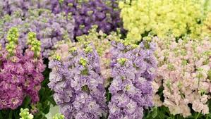 We have a variety of photos from bouquets to. How To Grow Stock Yates