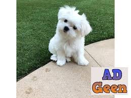 gorgeous teacup maltese puppies dogs