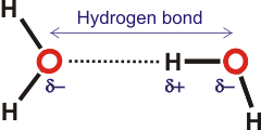 Hydrogen Bonding In Water