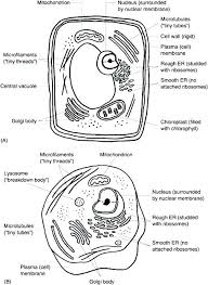 A scientist is comparing the outer structure of an onion cell, structure x, to the outer structure of a human skin cell, structure y. Animal Cell Coloring Behindthegown Com