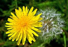 Image result for free dandelion images