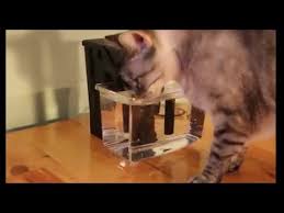 Make the cat toy gyms at home that will stimulate your cats to jump and hence will improve their. How To Make 15 Cat Water Fountain No Tools Youtube