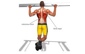 Pull Up Muscles Worked With Diagram