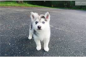 Husky puppies need a confident, strong leader who will show. Rick Pomsky Puppy For Sale Near Minneapolis St Paul Minnesota 71fa6d3b 8121