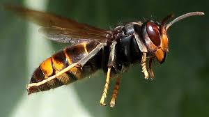 Un apicultor enseña en directo cómo es la picadura de una avispa asiática:  "Mira qué cantidad de veneno"