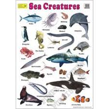 7 Best Sea Animals List Names Images Animals List Of