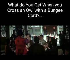 Cross an owl with a bungee cord