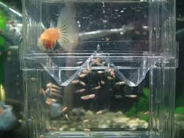 How to breed guppies? How do you know if they are mating - Quora