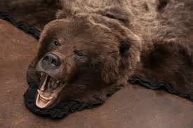 grizzly bear skin rugs furcanada