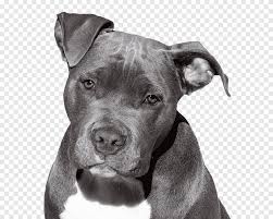 American Pit Bull Terrier American Staffordshire Terrier Staffordshire Bull  Terrier Puppy, puppy, animals, carnivoran png | PNGEgg