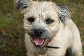 the border terrier jack russell mix