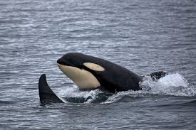 The Intimidating Killer Whale: Wildlife of the Week – 2023 Week 19 -  Discover Our Parks