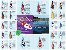 types of koi varieties clifications