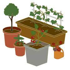 Grow A Thriving Container Garden