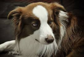 At competitive levels in various sports such as: Beagle Border Collie Mix Breed Complete Guide