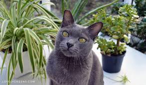 But this sense of nausea is misplaced and directed by a fundamental misunderstanding of feline nutrition. 5 Trendy Houseplants That Are Toxic To Cats Lovely Greens
