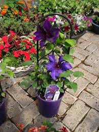 Maybe you would like to learn more about one of these? Plastic Clip On Clematis Trellis Plastic Clip On From Growing Colors