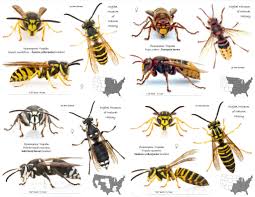 27 Wasp Identification Chart Kivan Yellowriverwebsites Com