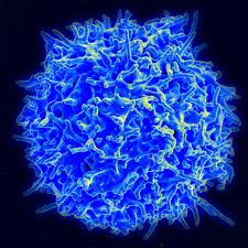 cancer killing t cells subdued kept