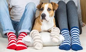 5 best dog socks for protecting