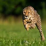 is-usain-bolt-faster-than-a-cheetah