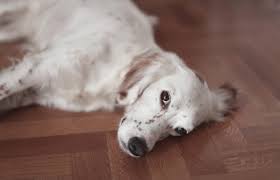 All have had shots, dew claws removed and wormed. English Setter Rescue Lovetoknow