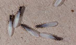 4 bugs that look like termites and how
