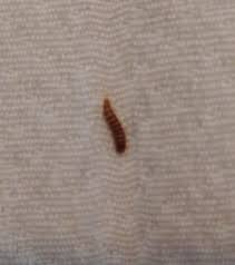 in bathroom are carpet beetle larvae