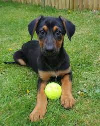 Though dna testing has become more readily available, it is still met with much skepticism on its accuracy. Is The German Shepherd Doberman Mix The Dog For You K9 Web